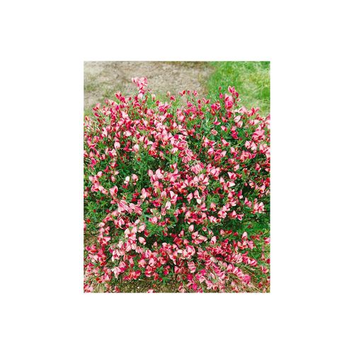 4063654849896 - Cytisus scoparius Eva Besenginster gelb 60–80 cm