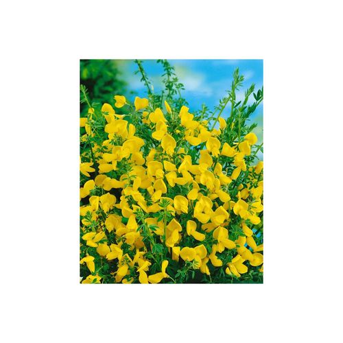 4063654850021 - Cytisus scoparius Vanesse Besenginster rosa Blüten 60–80 cm