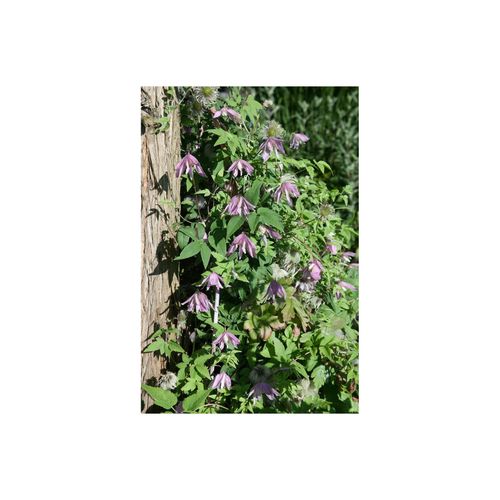 4063654848707 - Clematis Country Rose rosa Blüten 60–100 cm