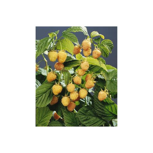 4063654820321 - Rubus idaeus Golden Queen Himbeere gelbfruchtig 30–40 cm