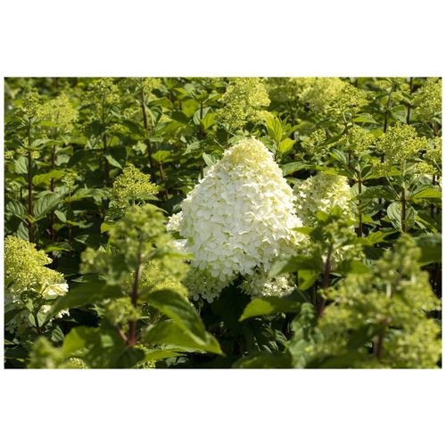 4063654847984 - Hydrangea paniculata Hercules Rispenhortensie weiß 40–60 cm