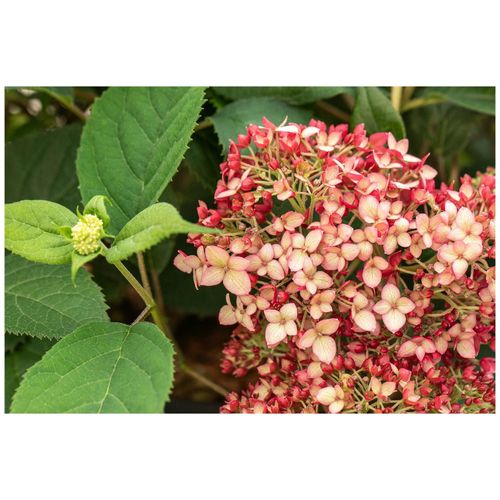 4063654013983 - Hydrangea arborescens Ruby Annabelle Hortensie rubinrot 40–60 cm 4063654013983 - Hydrangea arborescens Ruby Annabelle Hortensie rubinrot 40–60 cm