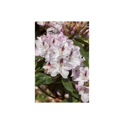 4063654084921 - Rhododendron Hybr Gudrun Rhododendron 30–40 cm rosa Blüten