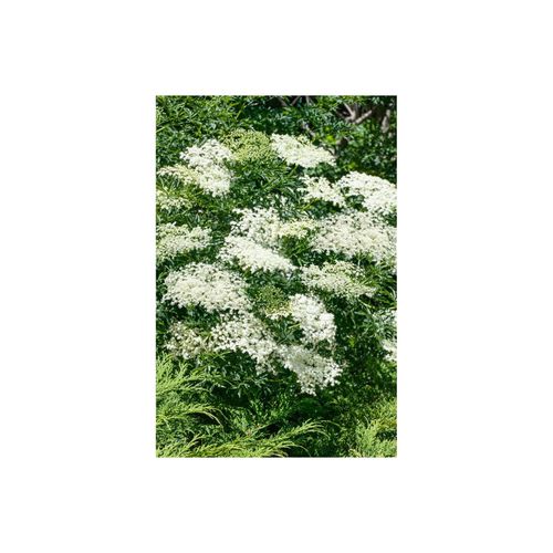 4063654845652 - Sambucus nigra Laciniata Schwarzer Holunder feinblättrig 60–80 cm