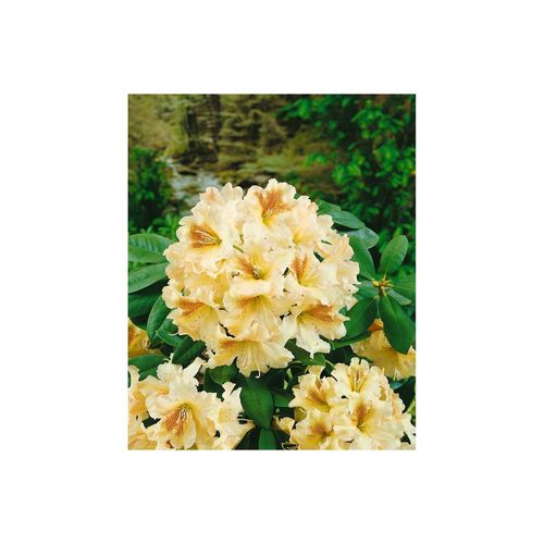 4063654099604 - Rhododendron Hybr Bernstein gelb-orange 30–40 cm 4063654099604 - Rhododendron Hybr Bernstein gelb-orange 30–40 cm