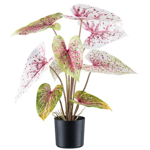 4064118242239 - Kunstblume CREATIV GREEN Caladium bunt (hellgrünrot) H55cm Kunststoff Kunstpflanzen mit außergewöhnlicher Farbgebung 4064118242239 - Kunstblume CREATIV GREEN Caladium bunt (hellgrünrot) H55cm Kunststoff Kunstpflanzen mit außergewöhnlicher Farbgebung