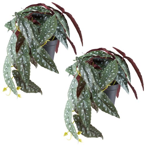 4064118242581 - Kunstpflanze CREATIV GREEN Begonia maculata grün B40cm H24cm Kunststoff Kunstpflanzen mit naturgetreuem Blattwerk