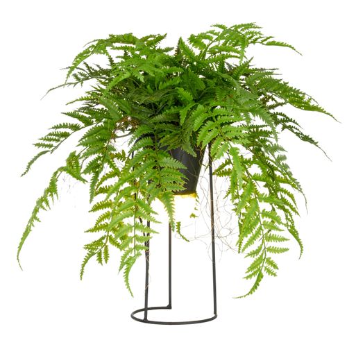 4064118352945 - Kunstpflanze CREATIV GREEN Farn als Dekostandleuchte grün H60cm Kunststoff Kunstpflanzen mit LED-Beleuchtung