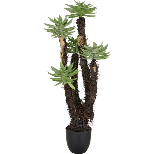 4064118352617 - Kunstpflanze CREATIV GREEN Dudleya grün H80cm Kunststoff Kunstpflanzen mit naturgetreuer Gestaltung 4064118352617 - Kunstpflanze CREATIV GREEN Dudleya grün H80cm Kunststoff Kunstpflanzen mit naturgetreuer Gestaltung