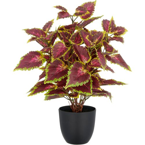 4064118352525 - Kunstpflanze CREATIV GREEN Buntnessel Coleus Kong red rotcreme H40cm Kunststoff Kunstpflanzen mit Luftwurzeln 4064118352525 - Kunstpflanze CREATIV GREEN Buntnessel Coleus Kong red rotcreme H40cm Kunststoff Kunstpflanzen mit Luftwurzeln