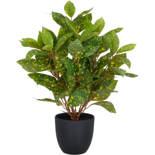 4064118352624 - Kunstpflanze CREATIV GREEN Acuba grün H40cm Kunststoff Kunstpflanzen mit schönem Blattwerk 4064118352624 - Kunstpflanze CREATIV GREEN Acuba grün H40cm Kunststoff Kunstpflanzen mit schönem Blattwerk