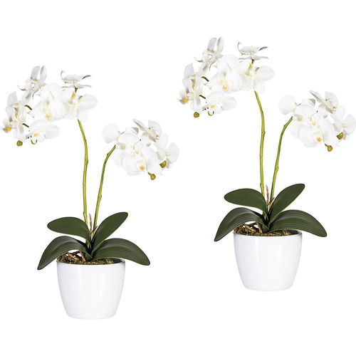 4003529708521 - Phalaenopsis im weißen Keramiktopf Höhe 500 mm VE 2 Stk Blüten weiß kaiserkraft