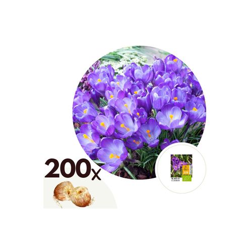 7428472406909 - Plant in a Box - Krokuszwiebeln - 200 Stk - Crocus Ruby Giant - Blumenzwiebeln - Lila