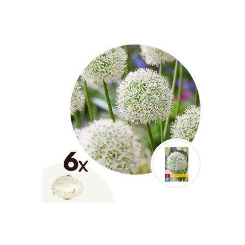 6097227784725 - Plant in a Box - Alliumzwiebeln - 6 Stk - Allium Mount Everest - Blumenzwiebeln - Weiß