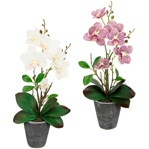 4019844778965 - Kunstpflanze IGEA Orchidee Kunstpflanzen Gr B H L 19 cm x 40 cm x 40 cm 2 St beige (creme rosa) Künstliche Zimmerpflanzen Mit Blättern und Luftwurzeln im Topf aus Keramik 2er Set