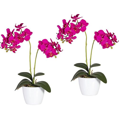 4003529895634 - Phalaenopsis im weißen Keramiktopf Höhe 500 mm VE 2 Stk Blüten orchid kaiserkraft