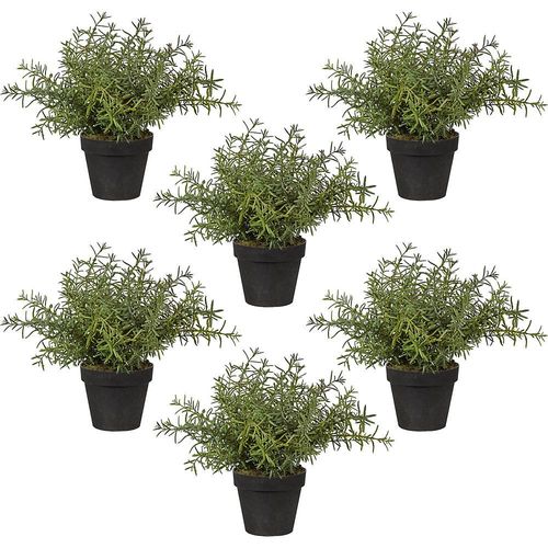 4064118879879 - Rosmarin VE 6 Stk Höhe 300 mm im Kunststofftopf mit Moos kaiserkraft