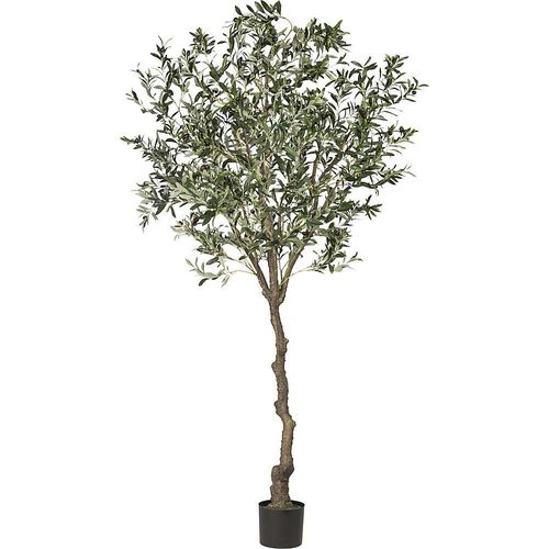 4003529261743 - Olivenbaum Höhe 2400 mm im Kunststofftopf kaiserkraft