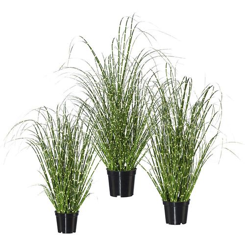 4003529428542 - Grasbusch Miscanthus Zebrinus VE 3 Stk Höhe 420 mm kaiserkraft