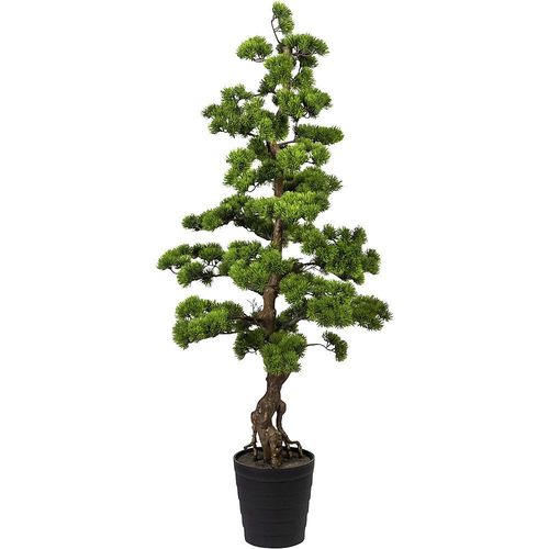 4003529912508 - Bonsai Kiefer im Kunststofftopf 210 x 230 mm Höhe 1400 mm kaiserkraft 4003529912508 - Bonsai Kiefer im Kunststofftopf 210 x 230 mm Höhe 1400 mm kaiserkraft