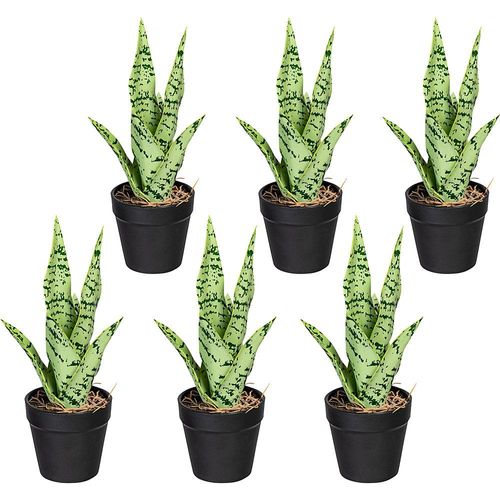 4064118889878 - Mini-Sanseveria VE 6 Stk Höhe ca 270 mm grüngrau im Kunststofftopf kaiserkraft 4064118889878 - Mini-Sanseveria VE 6 Stk Höhe ca 270 mm grüngrau im Kunststofftopf kaiserkraft