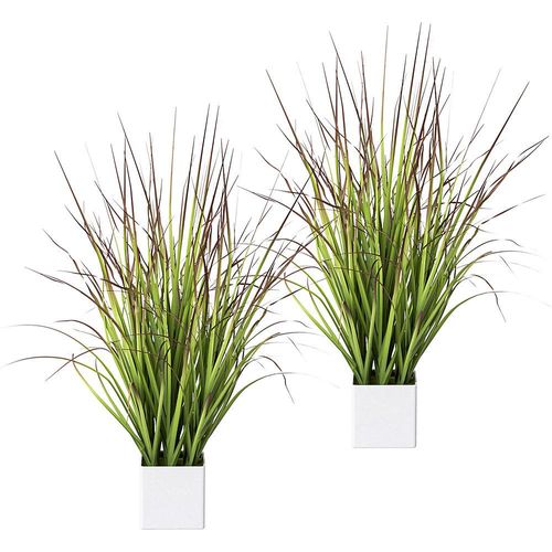 4064118889717 - Blutgras im Topf VE 2 Stk Höhe 760 mm grün-rot kaiserkraft