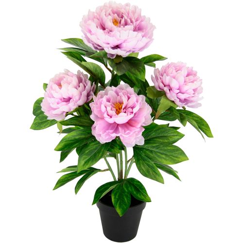 4019844780401 - Kunstblume IGEA Päonie rosa B30cm H54cm L30cm Obermaterial 90% Polyester 10% Kunststoff Kunstpflanzen Seidenblumen 4019844780401 - Kunstblume IGEA Päonie rosa B30cm H54cm L30cm Obermaterial 90% Polyester 10% Kunststoff Kunstpflanzen Seidenblumen