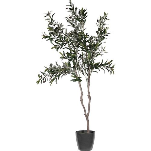 4061753296856 - Olivenbaum Behältnis-Ø 180 mm Höhe 1550 mm kaiserkraft