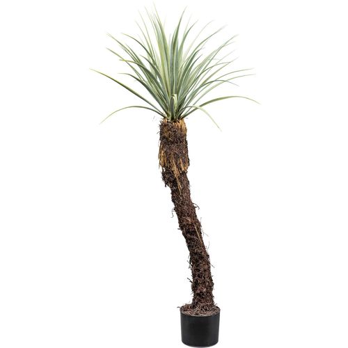 4064118181484 - Kunstpflanze CREATIV GREEN Yucca Rostrata grün (grün grau) H120cm Kunstpflanzen mit außergewöhnlichem Stamm 4064118181484 - Kunstpflanze CREATIV GREEN Yucca Rostrata grün (grün grau) H120cm Kunstpflanzen mit außergewöhnlichem Stamm
