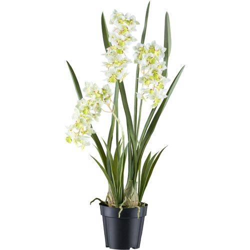 4064118240808 - Kunstorchidee CREATIV GREEN Orchidee Cymbidie orientalis bunt (weißgrün) H80cm Kunststoff Kunstpflanzen mit zahlreichen real-touch-Blüten 4064118240808 - Kunstorchidee CREATIV GREEN Orchidee Cymbidie orientalis bunt (weißgrün) H80cm Kunststoff Kunstpflanzen mit zahlreichen real-touch-Blüten
