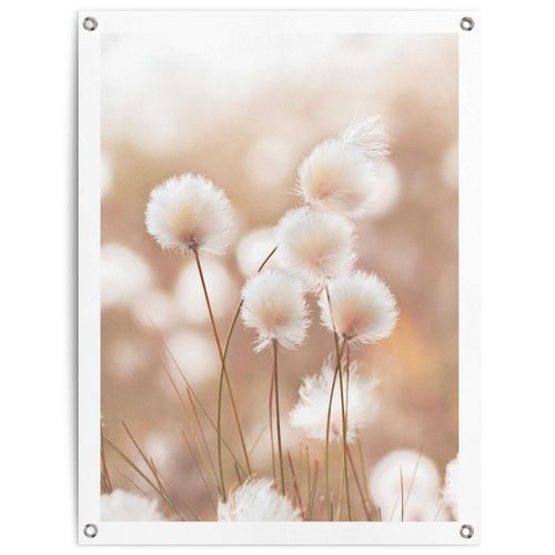 8714597666038 - Poster REINDERS Baumwollzweig beige (farbe bild(er) beige) B60cm H80cm T01cm Bilder