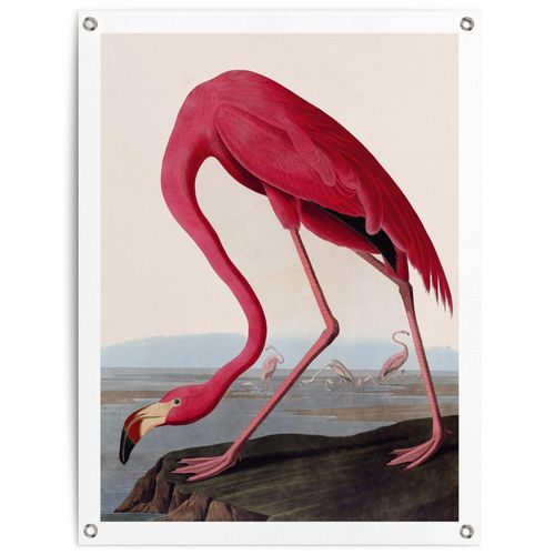 8714597666069 - Poster REINDERS Audubon Flamingo rosa (farbe bild(er) rosa) B60cm H80cm T01cm Bilder Garten - Rosa - Leinwand - Tiere - 60x80 cm 8714597666069 - Poster REINDERS Audubon Flamingo rosa (farbe bild(er) rosa) B60cm H80cm T01cm Bilder Garten - Rosa - Leinwand - Tiere - 60x80 cm