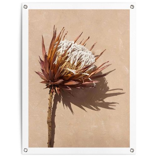8714597666014 - Poster REINDERS Schattenblume braun (farbe bild(er) braun) B60cm H80cm T01cm Bilder 8714597666014 - Poster REINDERS Schattenblume braun (farbe bild(er) braun) B60cm H80cm T01cm Bilder