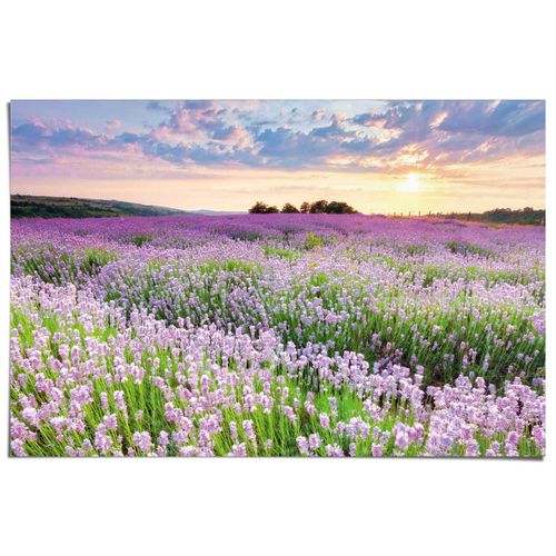 8714597673623 - Poster REINDERS Lavendelfeld lila (farbe bild(er) lila) B915cm H61cm T01cm Bilder Hobbyraum - Lila - 150 gr Papier - Blumen und Pflanzen - 915x61 cm 8714597673623 - Poster REINDERS Lavendelfeld lila (farbe bild(er) lila) B915cm H61cm T01cm Bilder Hobbyraum - Lila - 150 gr Papier - Blumen und Pflanzen - 915x61 cm