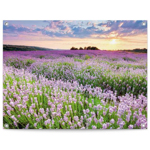 8714597665857 - Poster REINDERS Lavender Field lila (farbe bild(er) lila) B80cm H60cm T01cm Bilder 8714597665857 - Poster REINDERS Lavender Field lila (farbe bild(er) lila) B80cm H60cm T01cm Bilder