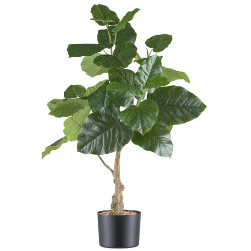 4064118242116 - Kunstpflanze »Ficus petiolaris« mit grossformatigen Blättern