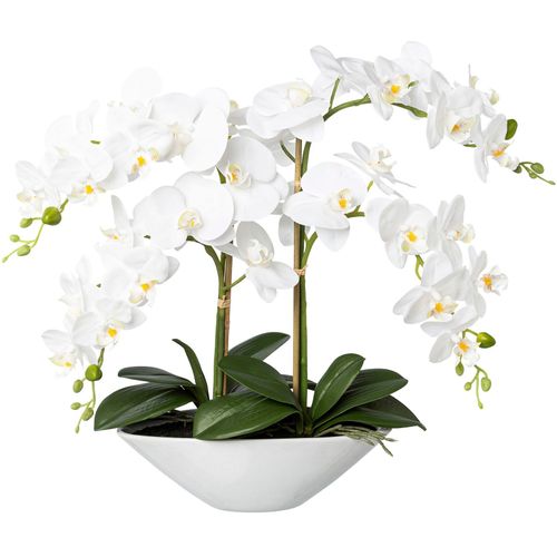 4064118136934 - Kunstorchidee CREATIV GREEN Deko-Orchidee Phalaenopsis in Keramikschale weiß B35cm H53cm T15cm Obermaterial 95% Polyethylen 5% Polyester Kunstpflanzen