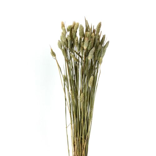 4030673502842 - Kunstpflanze Phalaris (H 60 cm)