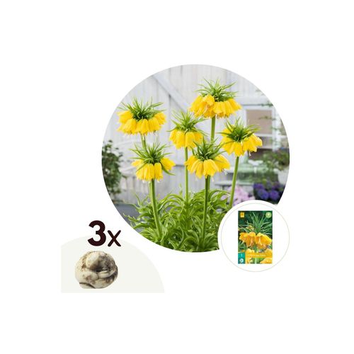 6097243038048 - Plant in a Box - Kaiserkronen - 3 Stk - Fritillaria lutea - Blumenzwiebeln - Gelb