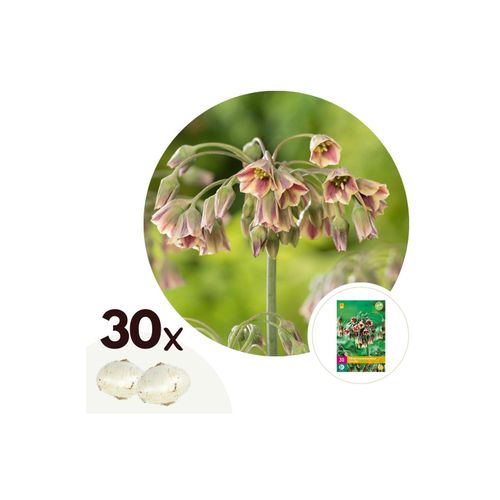 6097235689630 - Plant in a Box - Alliumzwiebeln - 30 Stk - Allium Nectaroscordum - Blumenzwiebeln - Rosa