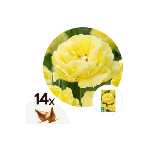 6097227270228 - Plant in a Box - Tulpenzwiebeln - 14 Stk - Tulipa Avant Garde - Blumenzwiebeln - Gelb 6097227270228 - Plant in a Box - Tulpenzwiebeln - 14 Stk - Tulipa Avant Garde - Blumenzwiebeln - Gelb