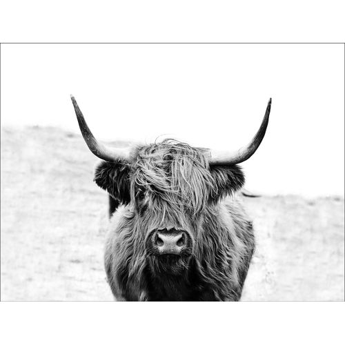 4019449461231 - PRO ART Keilrahmenbild SCOT HIGHLAND (BHT 116x84x240 cm) BHT 116x84x240 cm bunt
