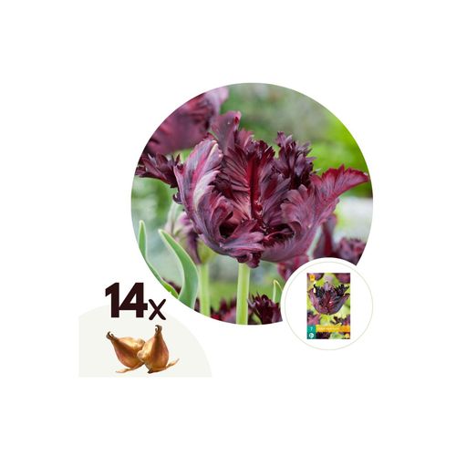 6097224682659 - Plant in a Box - Tulpenzwiebeln - 14 Stk - Tulipa Black Parrot - Blumenzwiebeln - Lila