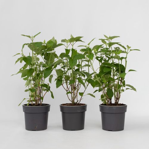 7428474775324 - Plant in a Box - Hortensie - 3 Stk - Hydrangea Strong Annabelle - Höhe 30-40cm - Topf 19cm