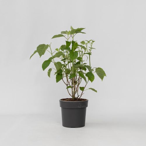 7442924132147 - Plant in a Box - Hortensie - Hydrangea Strong Annabelle - Höhe 30-40cm - Topf 19cm 7442924132147 - Plant in a Box - Hortensie - Hydrangea Strong Annabelle - Höhe 30-40cm - Topf 19cm