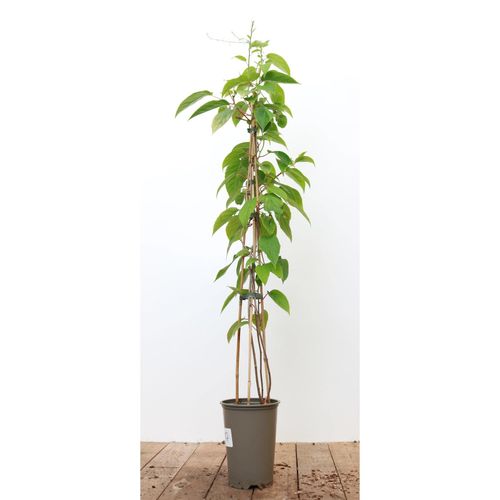 4063654238478 - Actinidia chinensis Jenny Kiwi selbstfruchtend 60–100 cm 4063654238478 - Actinidia chinensis Jenny Kiwi selbstfruchtend 60–100 cm