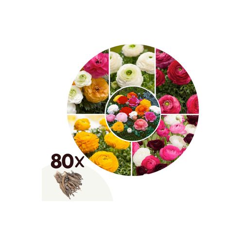 6097224617699 - Plant in a Box - Ranunkeln - 80 Stk - Ranunculus - Blumenzwiebeln - Mehrfarbig