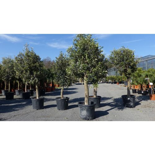 4251740101632 - Olivenbaum Olive 20 Jahre beste Qualität Stammumfang 20 - 30 cm winterhart Olea Europaea 4251740101632 - Olivenbaum Olive 20 Jahre beste Qualität Stammumfang 20 - 30 cm winterhart Olea Europaea
