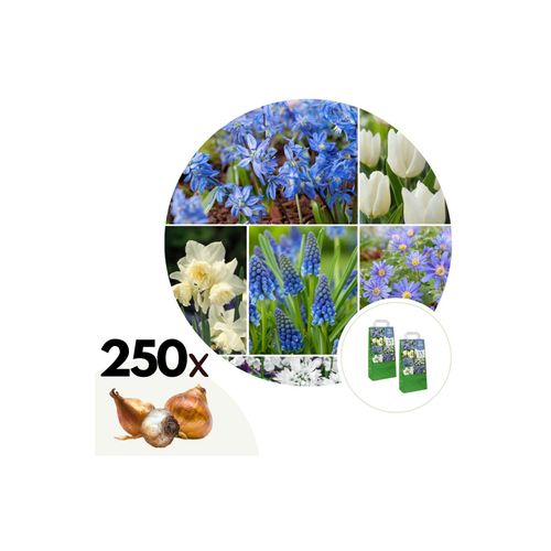 7428479402249 - Plant in a Box - Blumenzwiebelmischung - 250 Stk - Allium Narcissus Muscari Tulipa - Blau