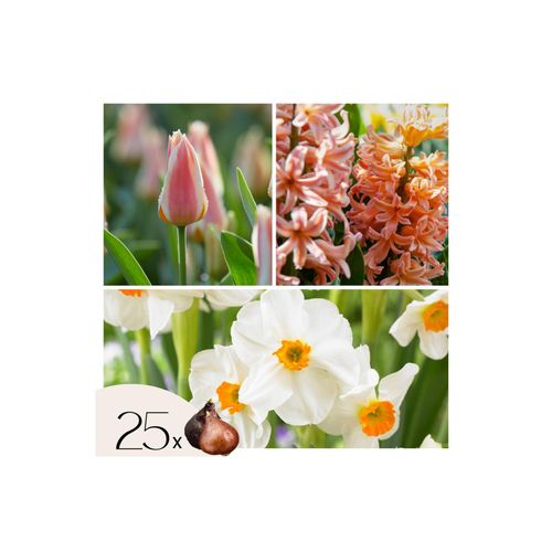 6097232395305 - Plant in a Box - Blumenzwiebeln Peach Blush - 25 Stk - Narcissus Tulipa Hyacinthus